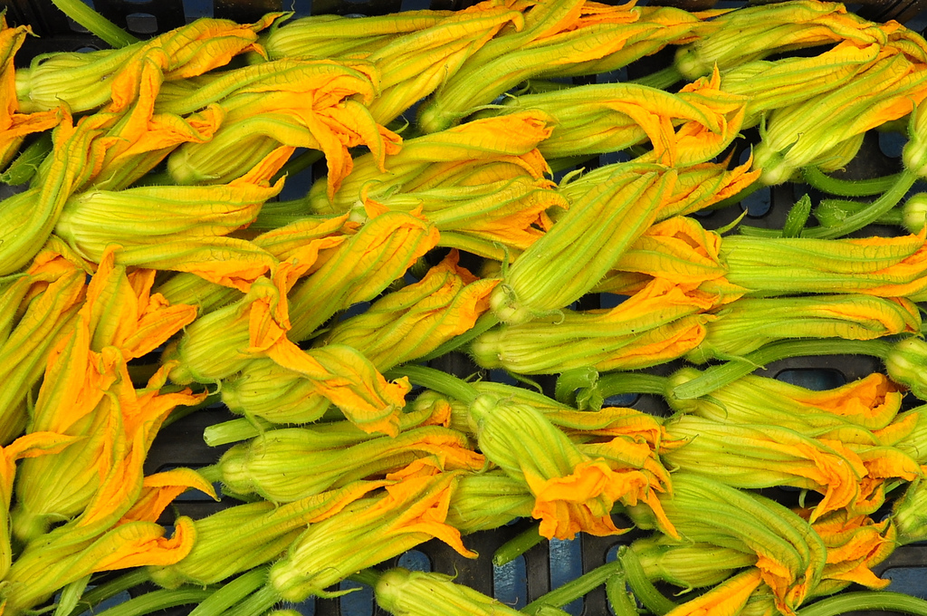 fiori di zucca