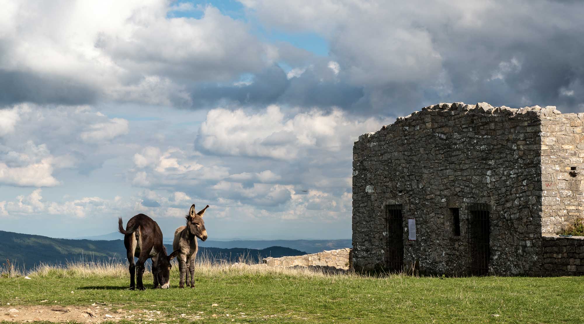 Amiata donkeys on Monte Labbro