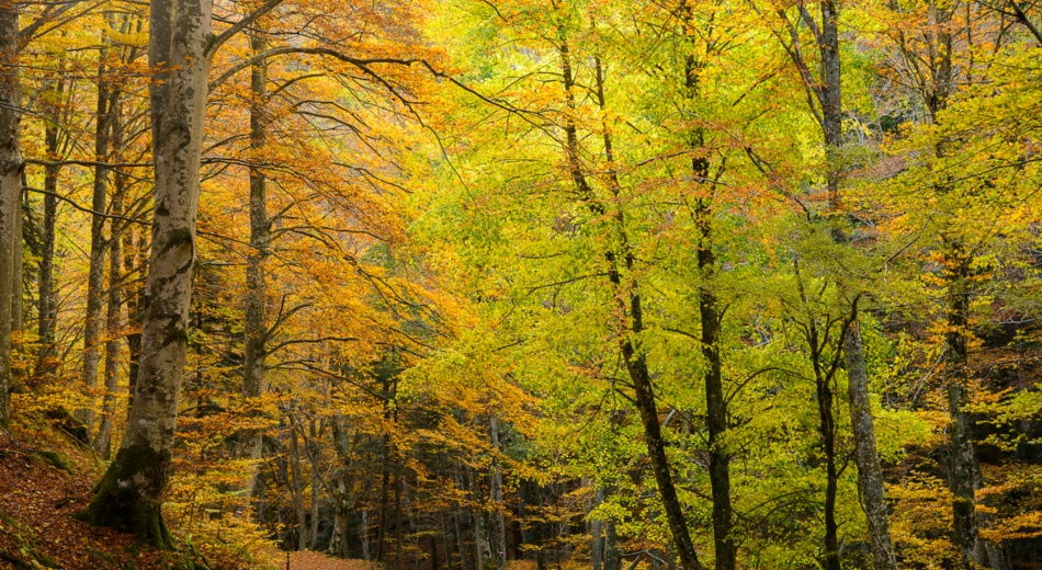 La Foresta del Casentino in autunno