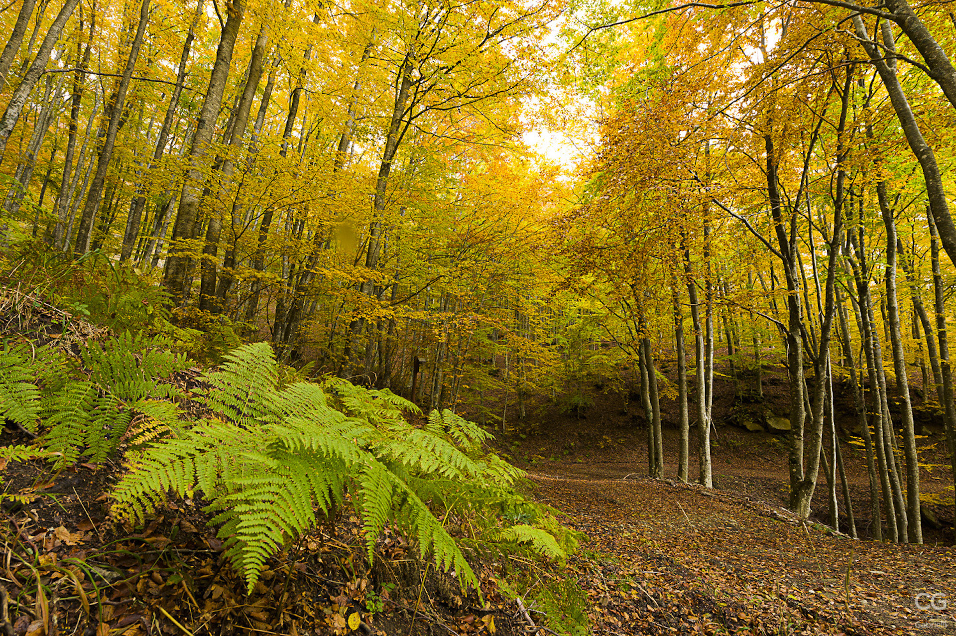 The Casentino Forest in autumn