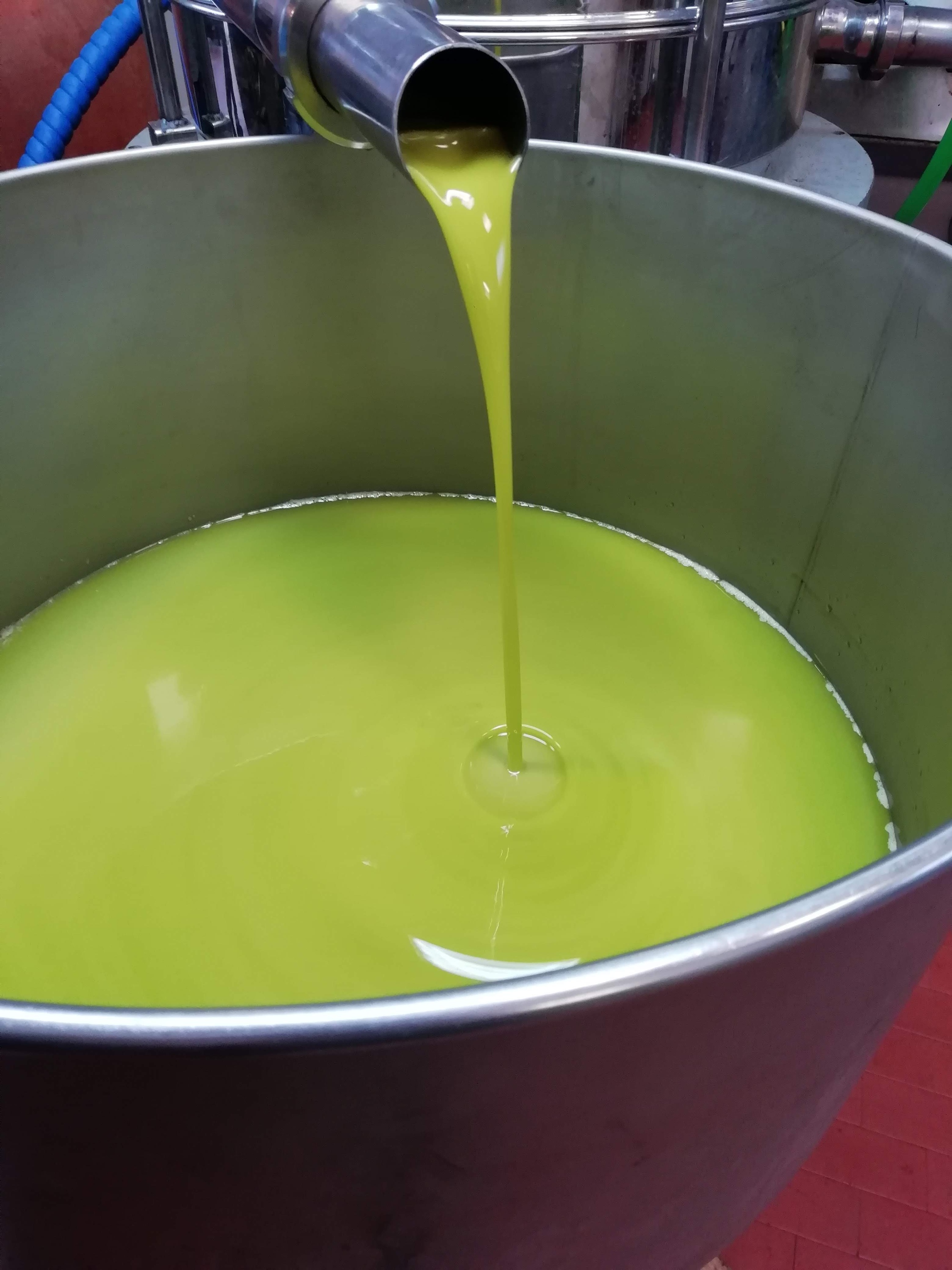The extra-virgin olive oil of Reggello