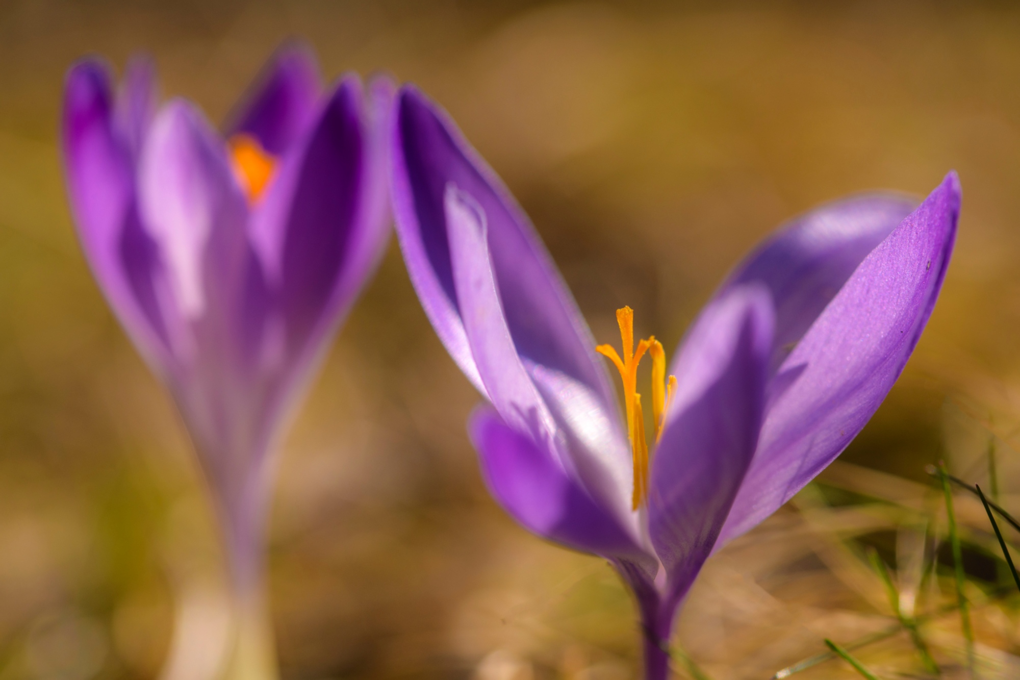 The flowering of the Crocus in the Parco delle Foreste Casentinesi