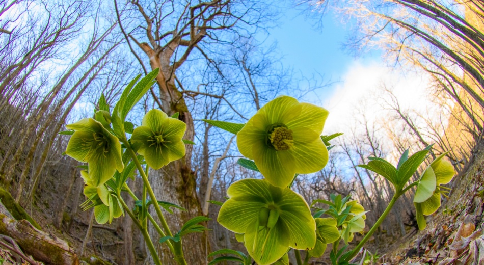 The flowering of Hellebore in the Casentinesi Forest Park