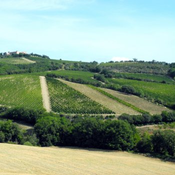 Colle Massari vineyards