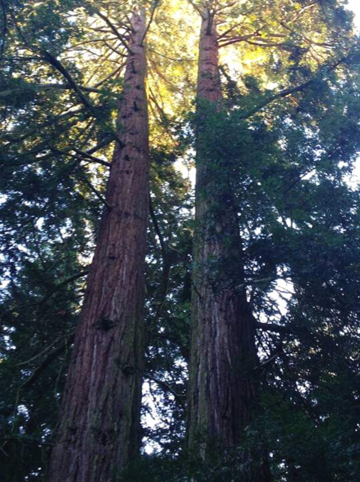 Sequoia Gemella a Sammezzano