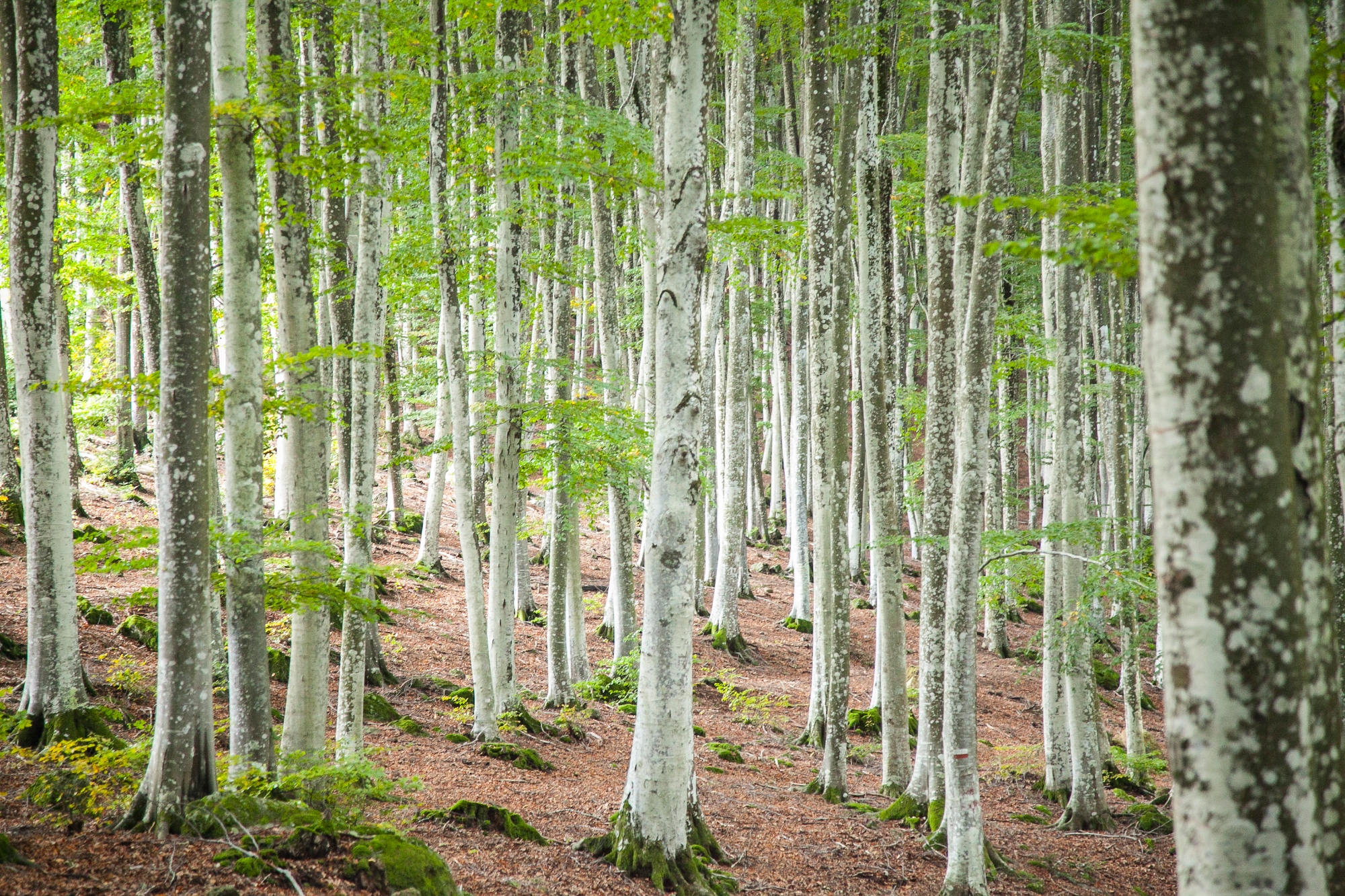 The beech forest of Monte Amiata