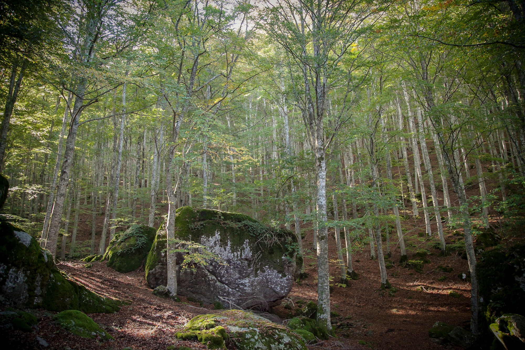 Forêt de hêtres et pierres volcaniques du Mont Amiata
