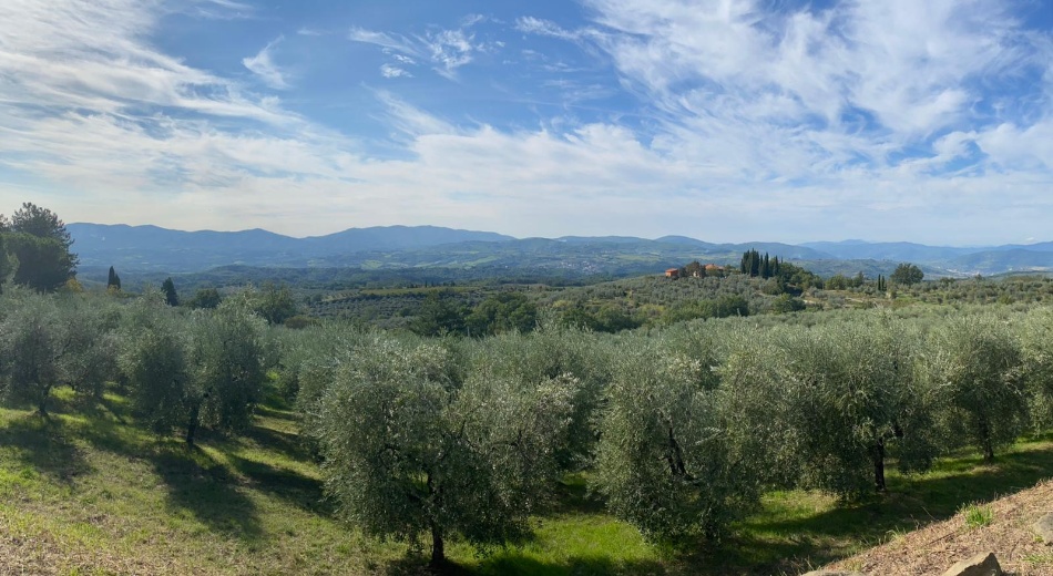 The olive groves