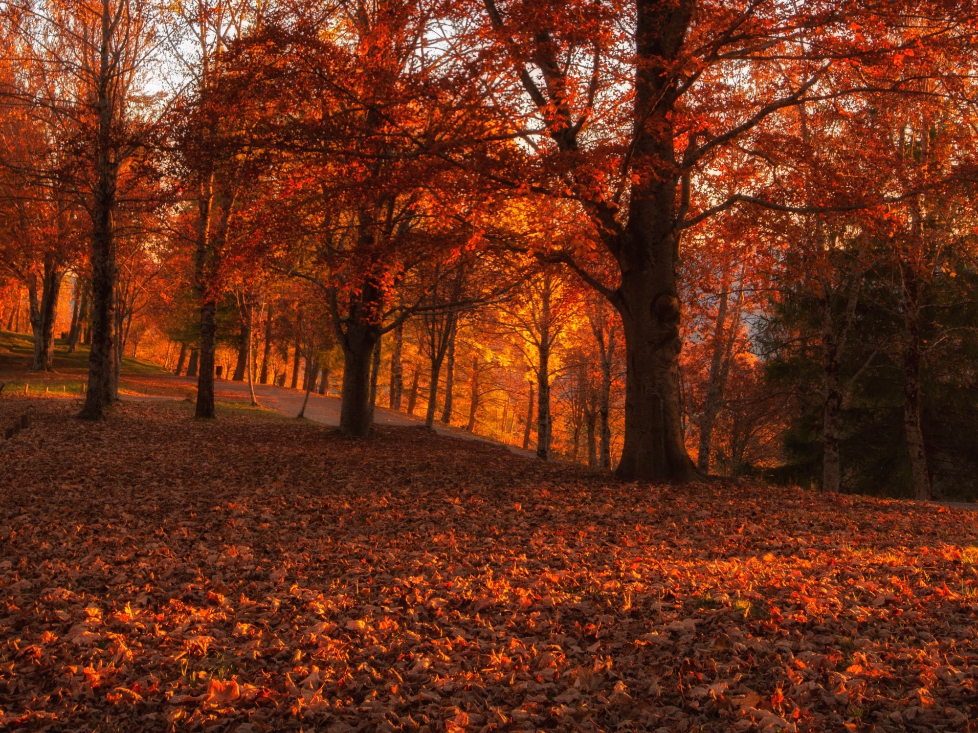 The Orecchiella Park in autumn
