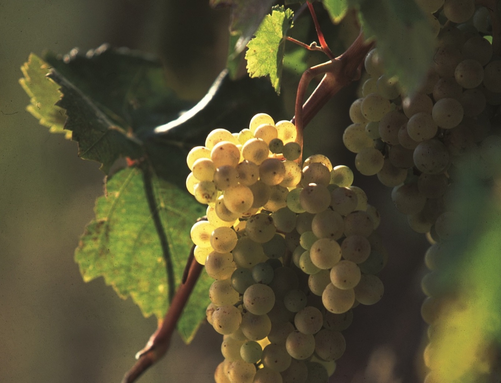 Uvas blancas para el Vino Vernaccia
