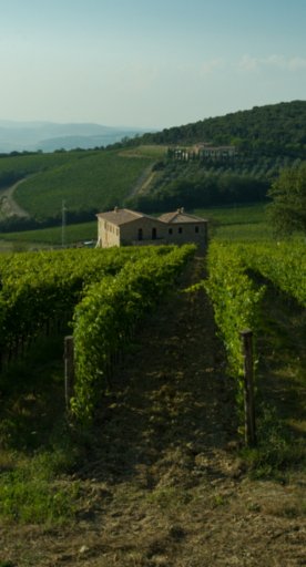 Vineyards of the Val d'Orcia