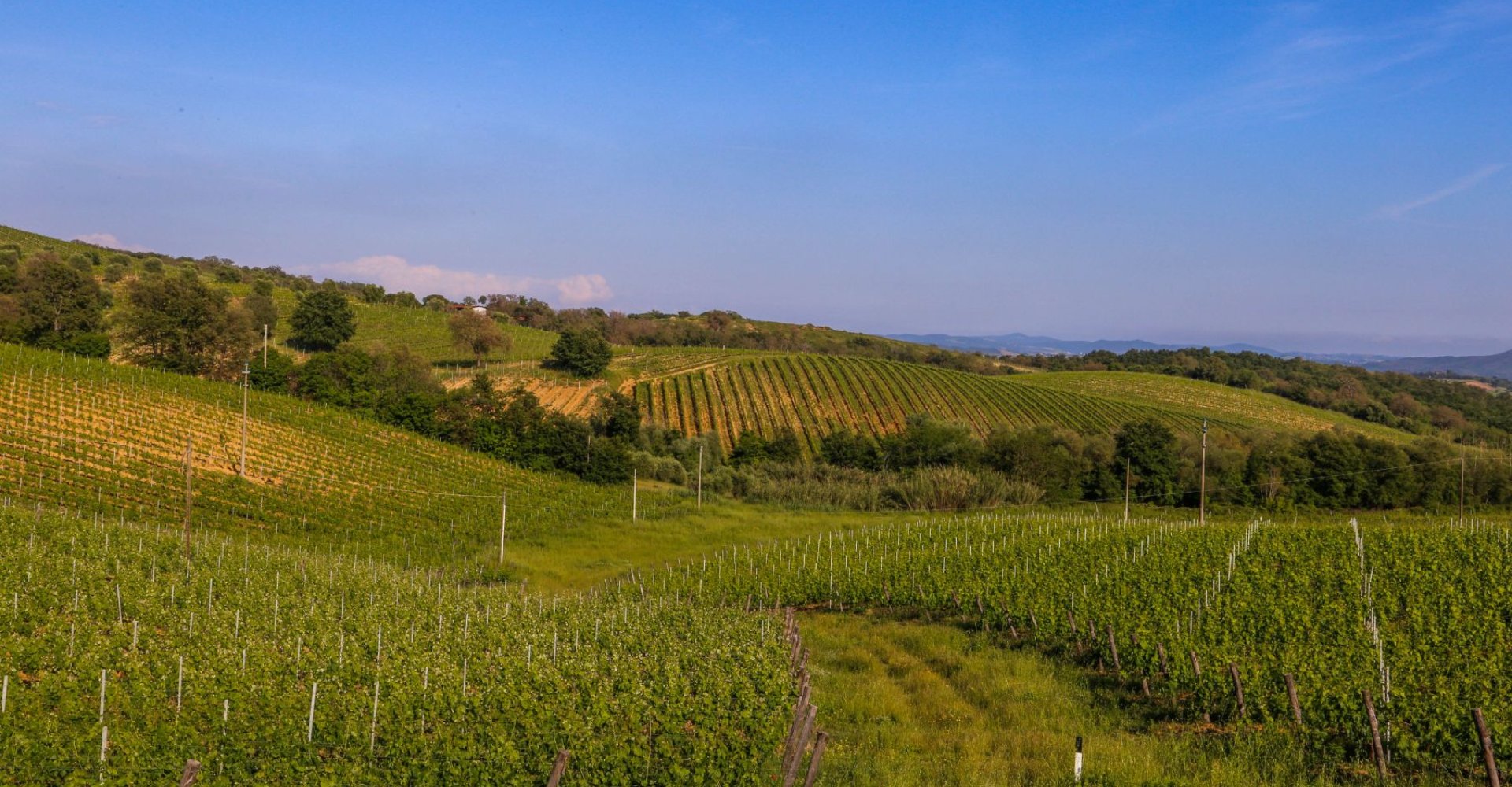 Vineyards around Scansano