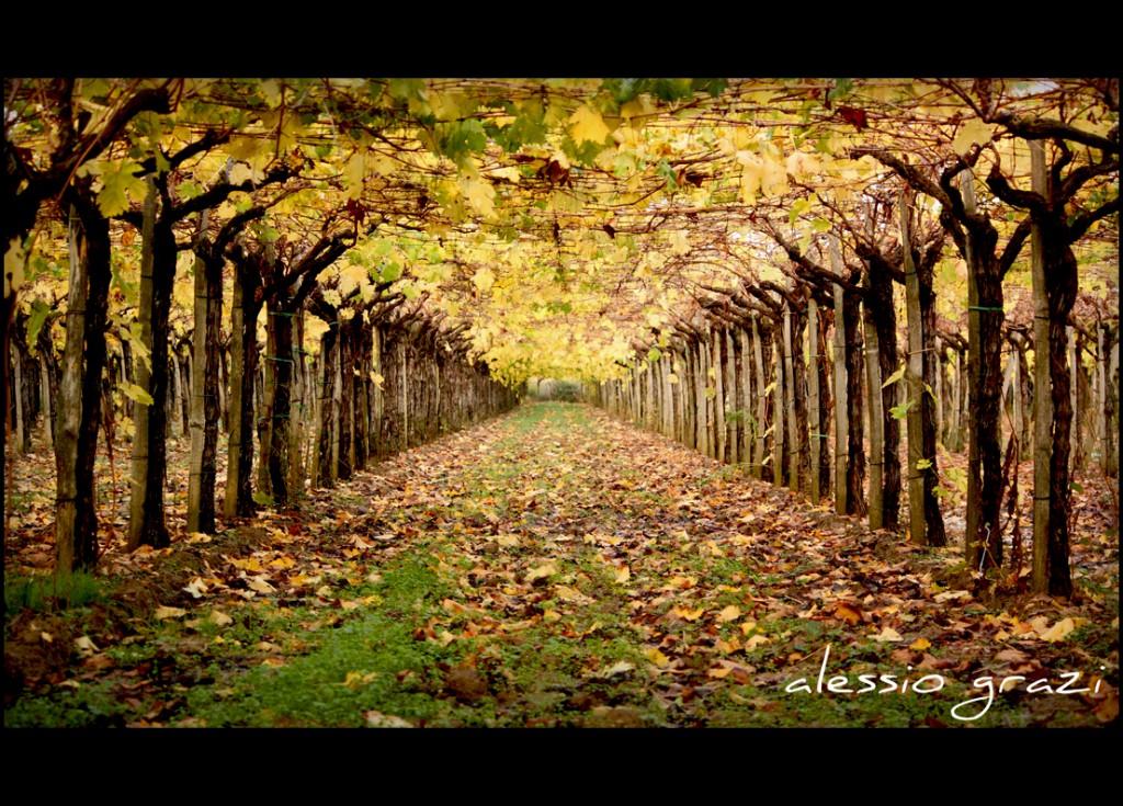 Tuscan Vines