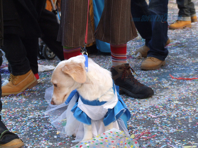 Dog wearing a costume in Viareggio