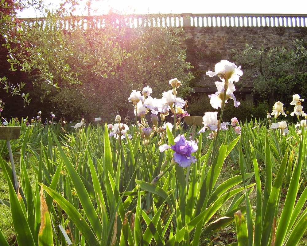 Il Giardino dell’Iris
