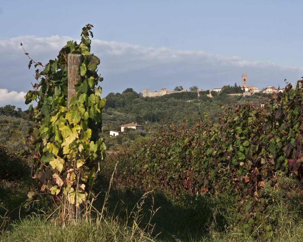 Vineyards in Montecarlo
