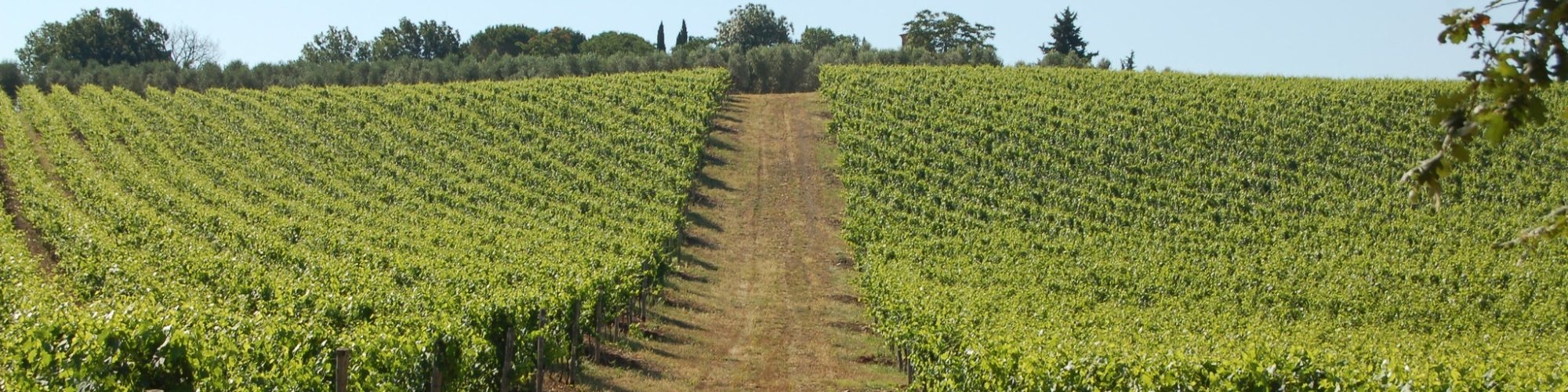 The DOCG wines of Tuscany