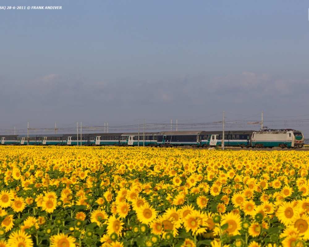 Train pic starring sunflowers in the area of Pisa