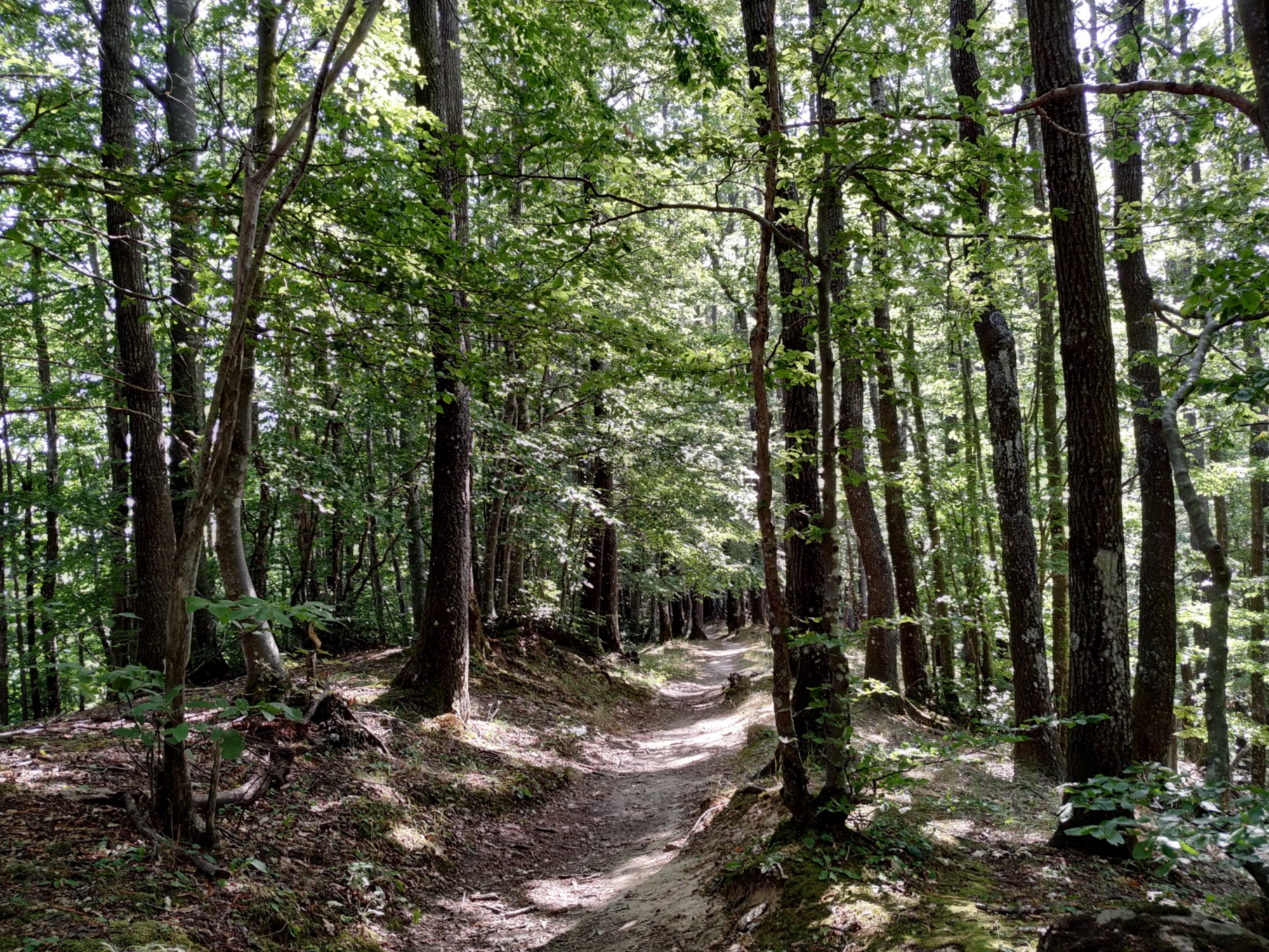 sentiero in mezzo al bosco