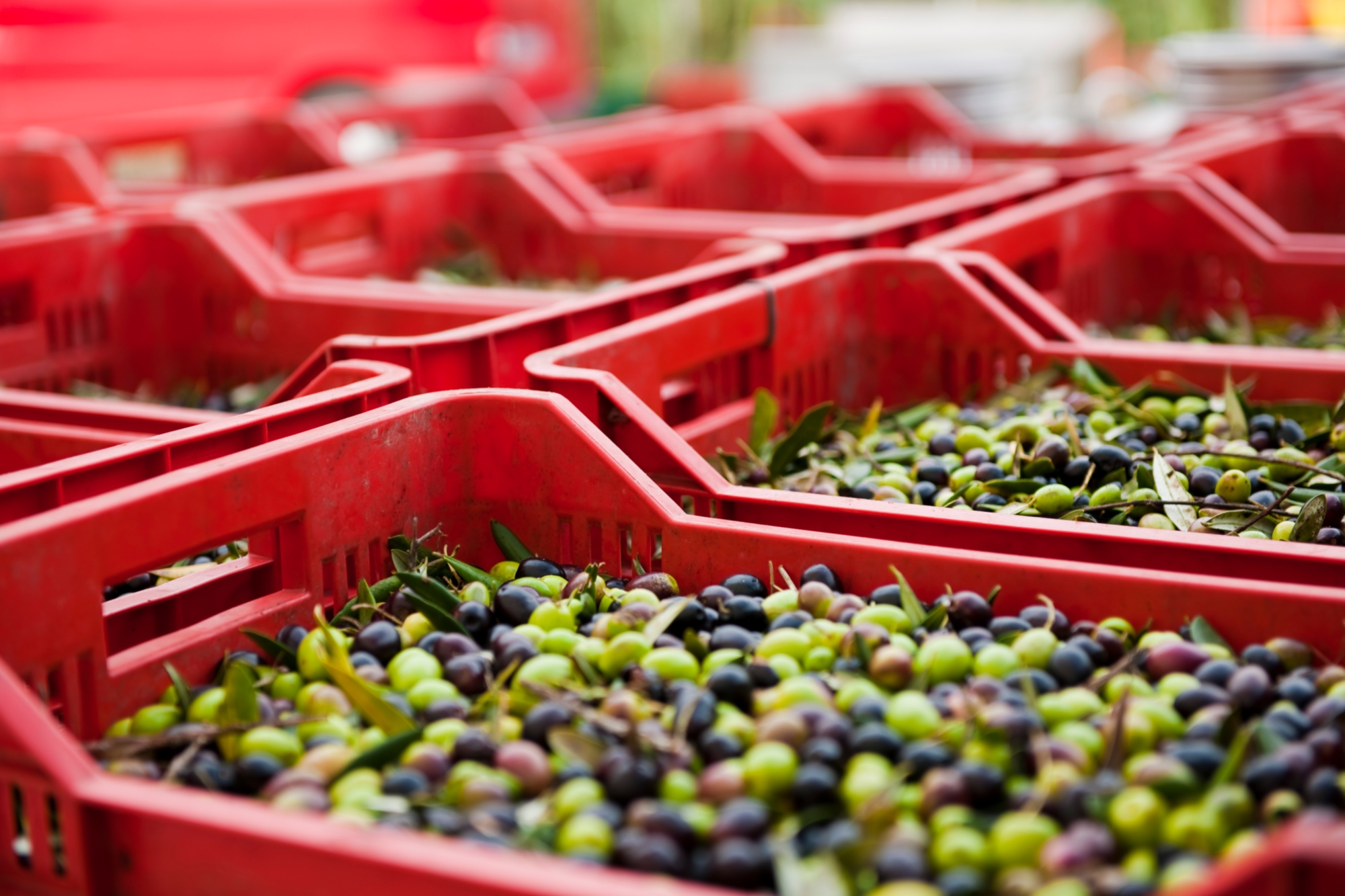 Oliven: der Rohstoff für das Olio Toscano IGP