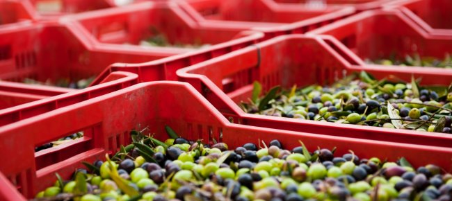 Olives: quality raw material for PGI Tuscan Olive Oil