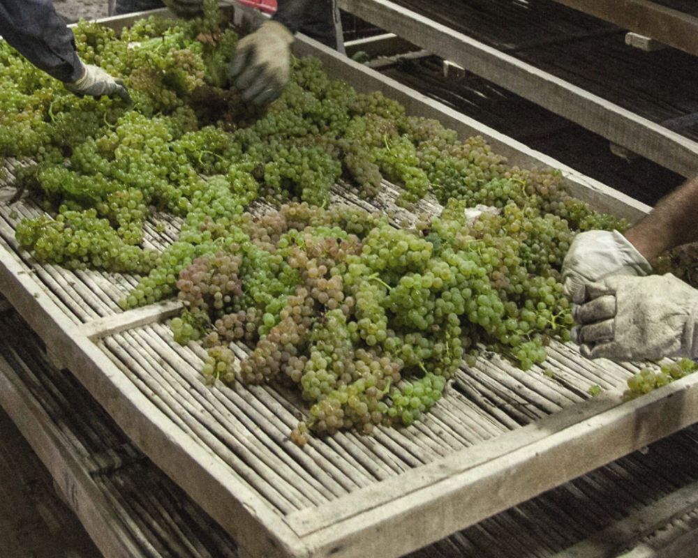 Grapes are carefully spread out on the drying mats of the Tignanello estate
