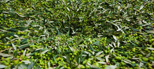 Le olive che producono l'Olio Toscano IGP
