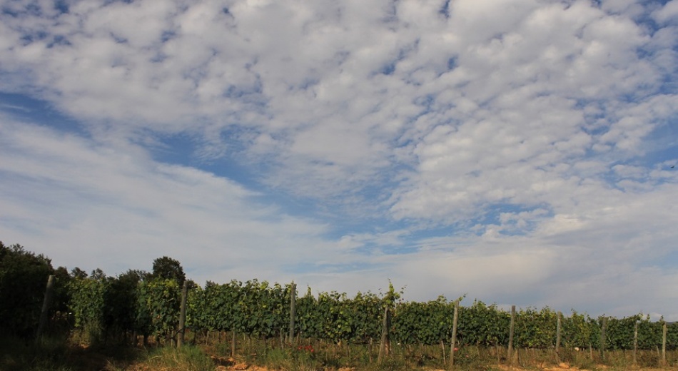 Sangiovese vineyards