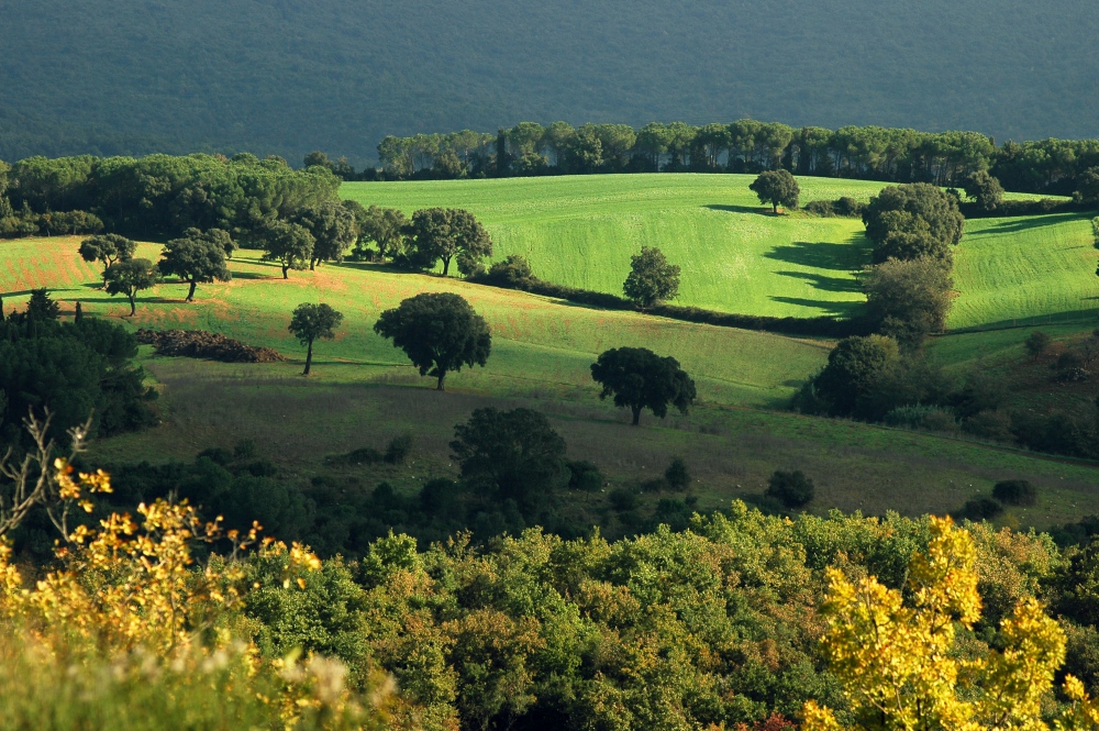 Landschaft in Collesalvetti
