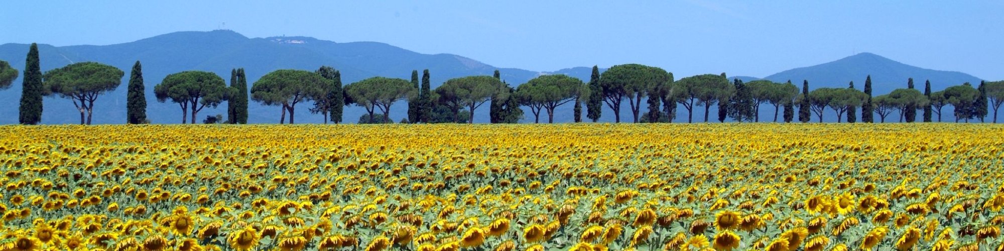 Sunflowers in Maremma