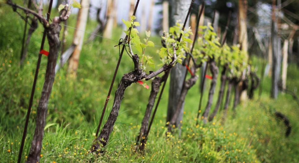 Vineyard in Massa, Tuscany