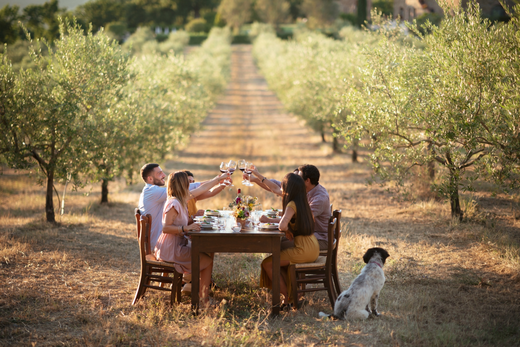 Lunch in the olive grove in Radicondoli