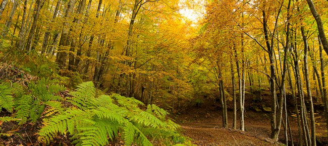 The Casentino Forest in autumn