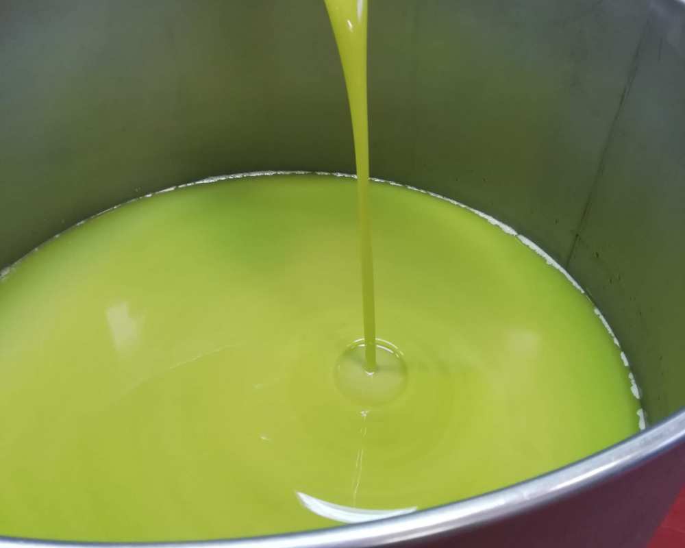 The extra-virgin olive oil of Reggello