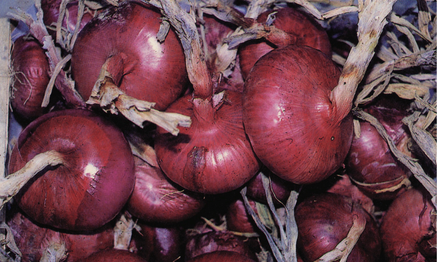 certaldo red onion