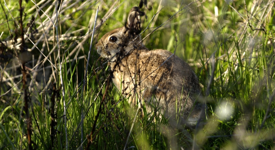 Small hare