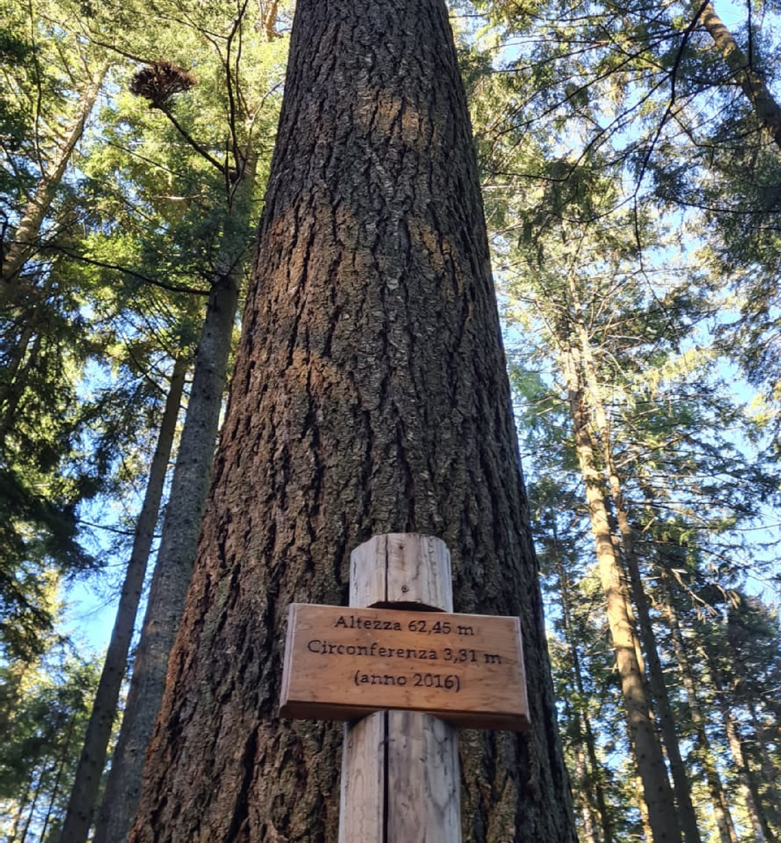The tallest tree in Italy
