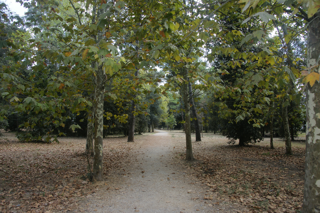 Viareggio'pineswood