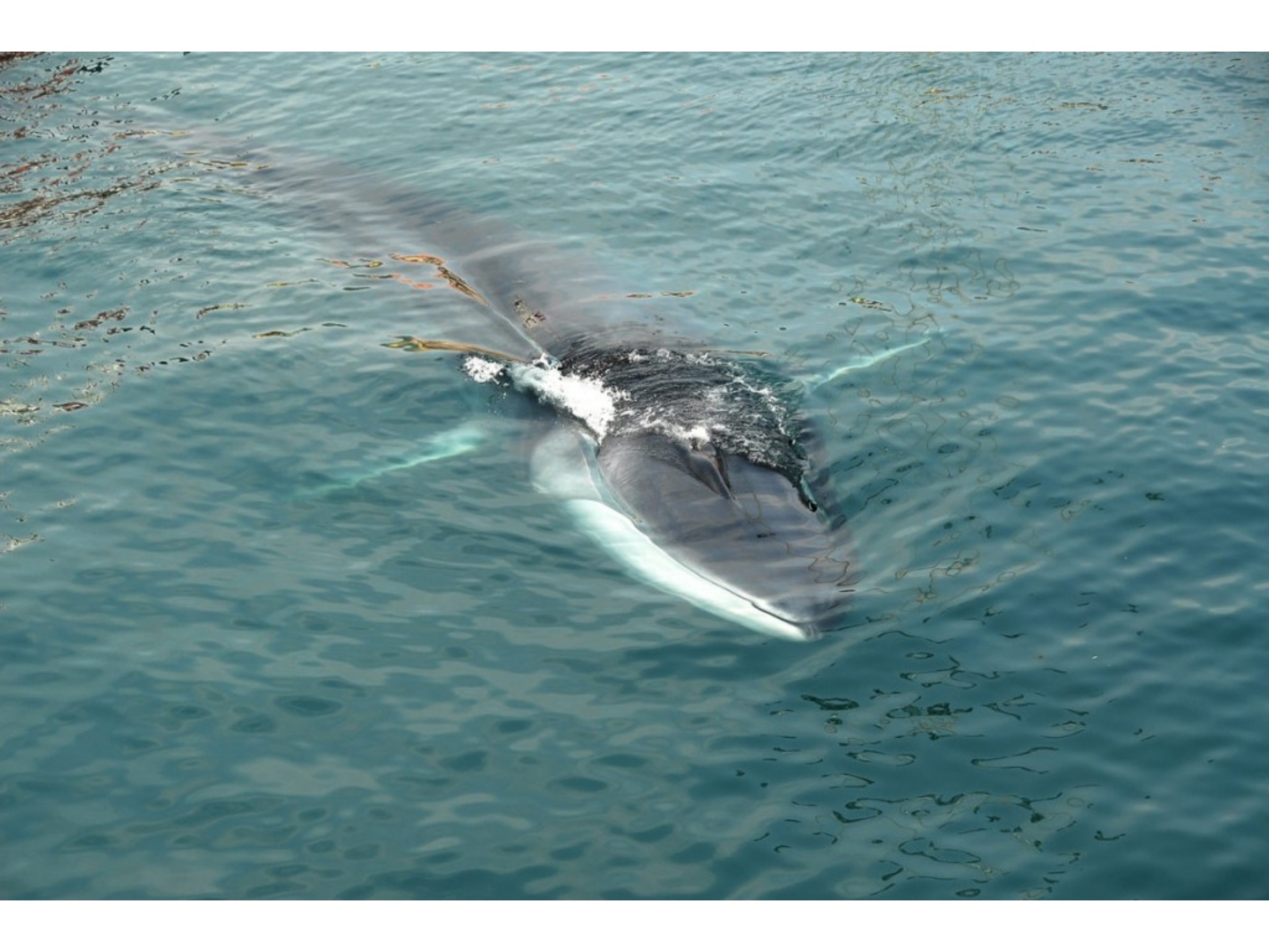 The Tuscan Archipelago Park – Whale
