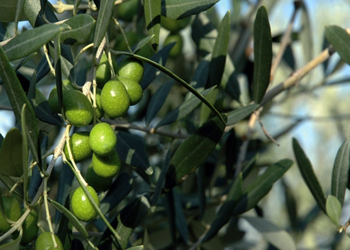 Seggiano olives