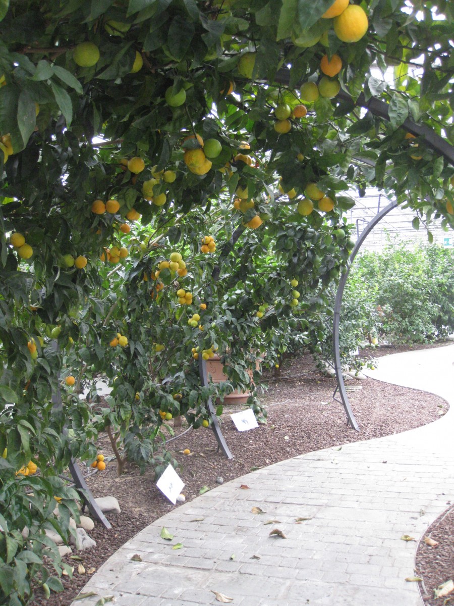 Tintori Citrus Orchards