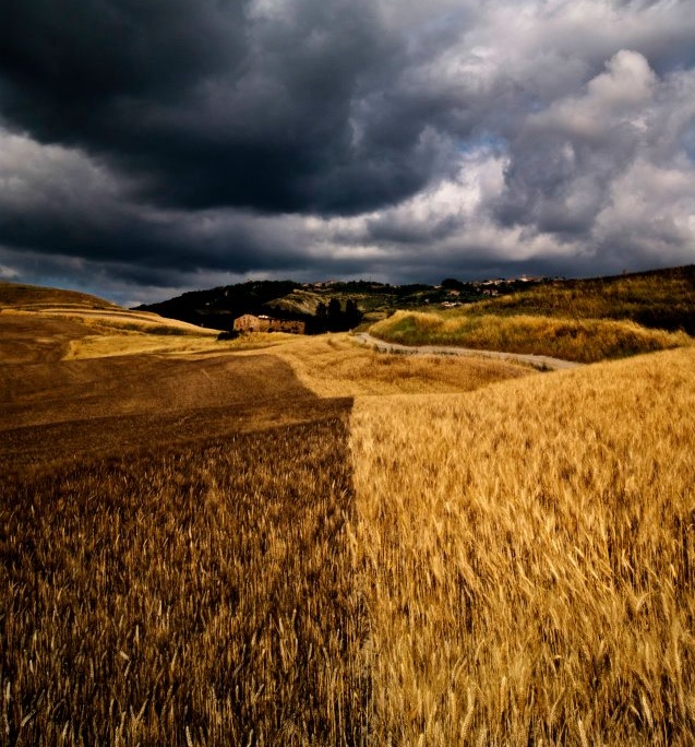Shades of wheat in the surroundings of Volterra