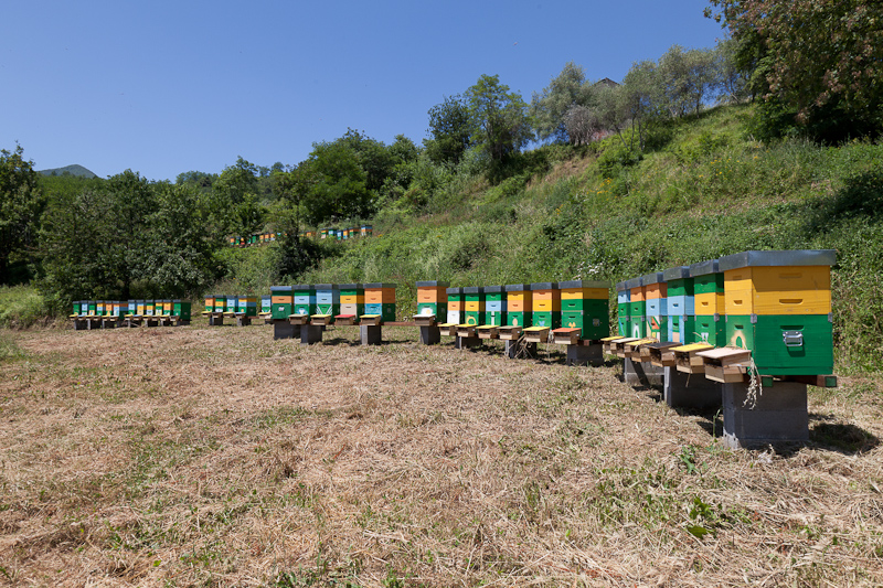 Produzione di miele DOP in Lunigiana