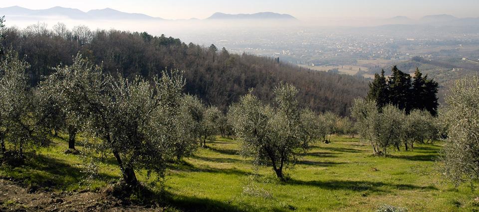 Olivos en Toscana