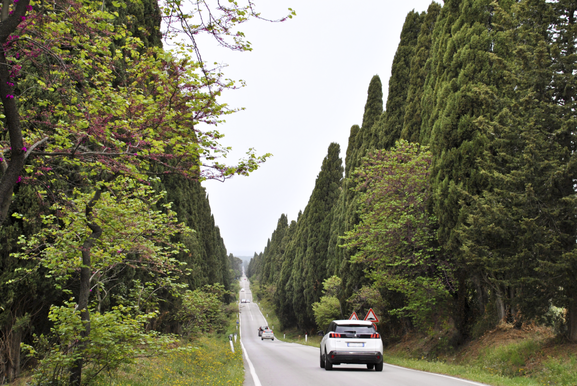 The Avenue of Cypresses