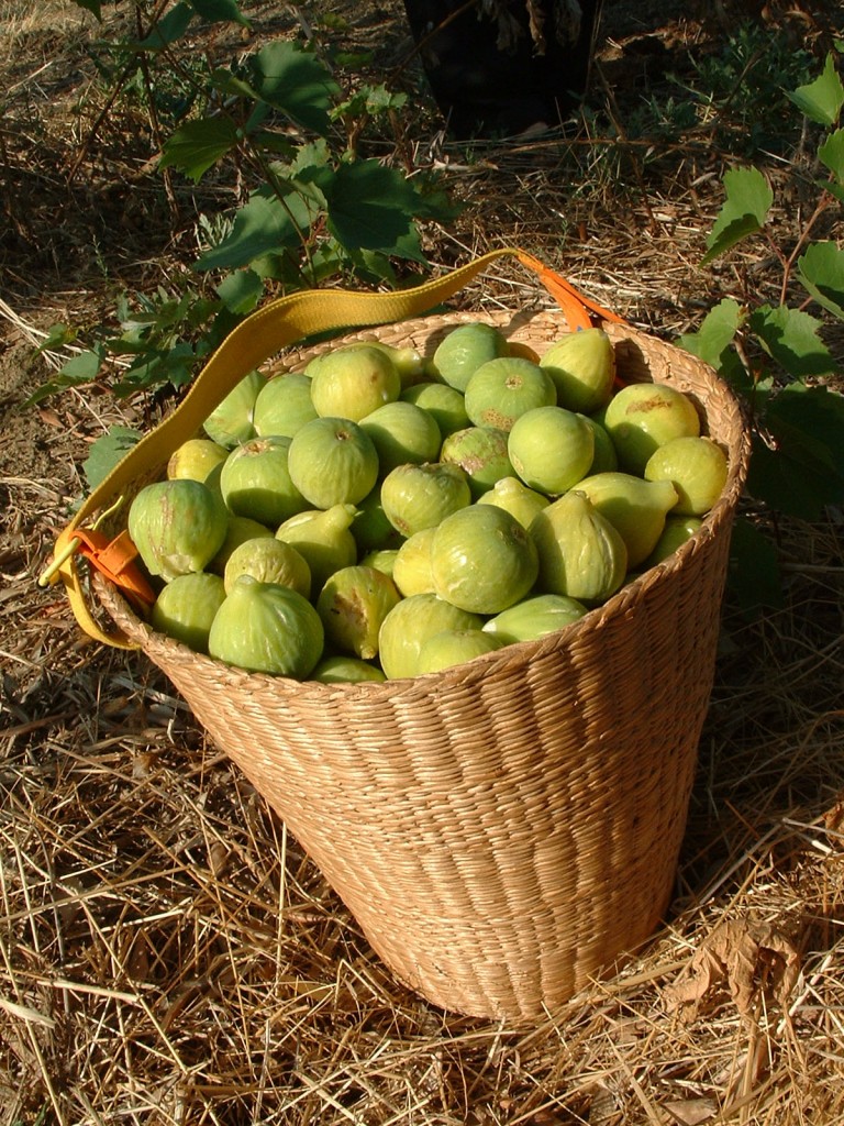 Carmignano figs