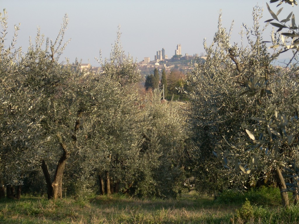 Olive groves in San Gimignano