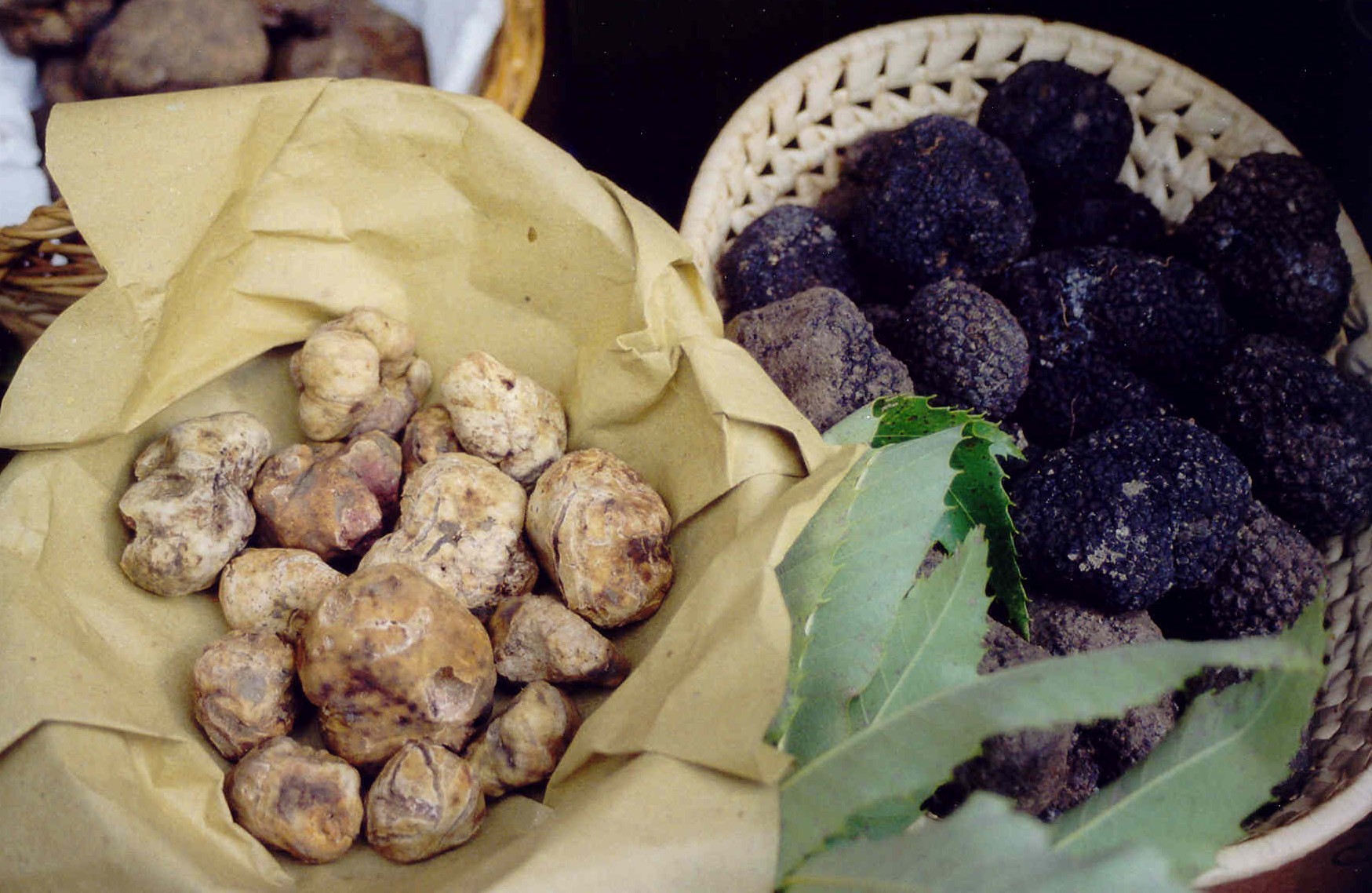 The truffle of San Miniato