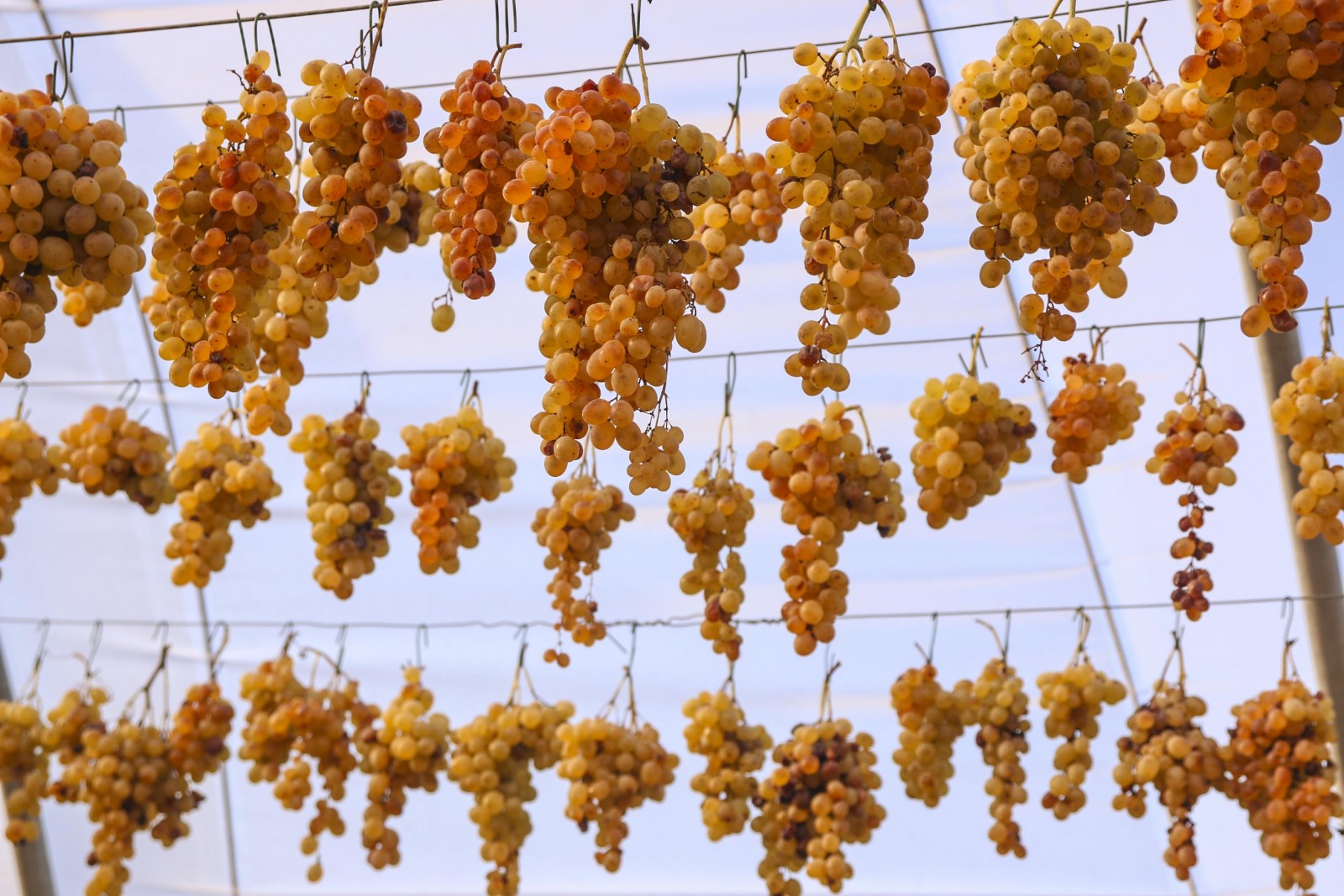 Ansonica grapes