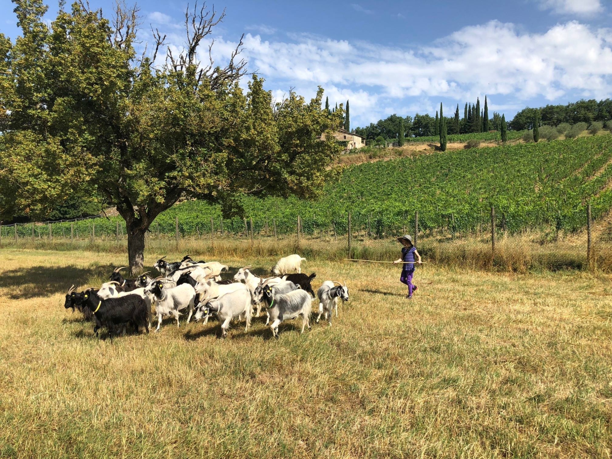 Chianti Cashmere goat farm